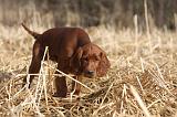 SETTER IRLANDAIS 508